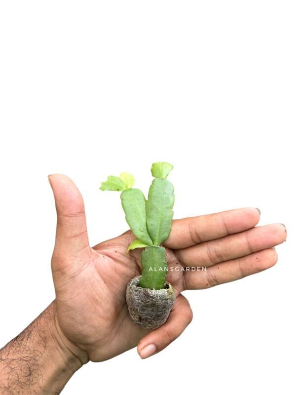 Red Christmas Cactus (Schlumbergera) - Image 2