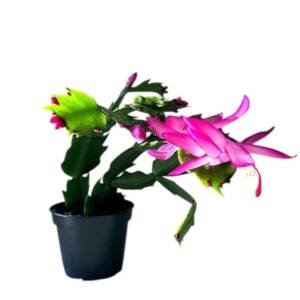 Christmas Cactus (Schlumbergera)
