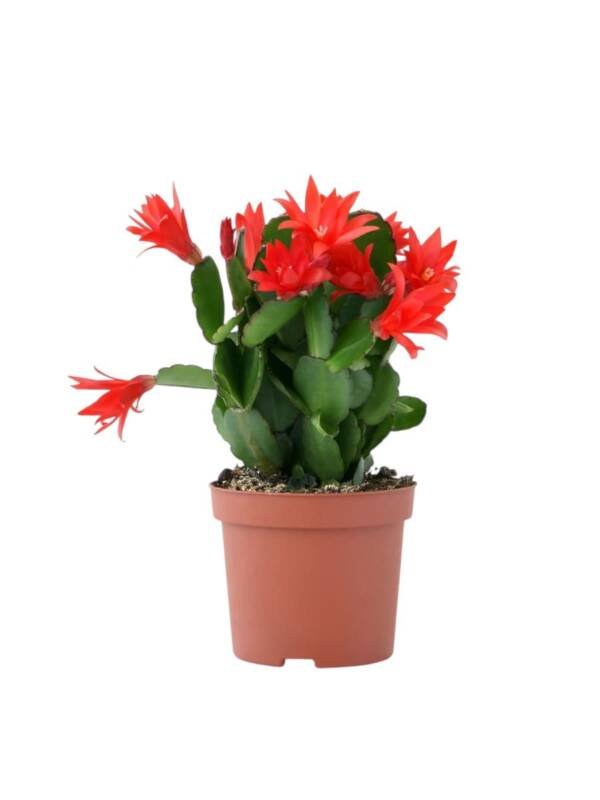 Red Christmas Cactus (Schlumbergera)
