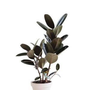 Rubber Plant Black