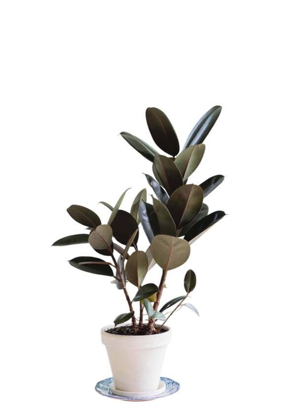 Rubber Plant Black
