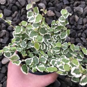 Ficus Pumila Variegated, Creeping Fig Variegated