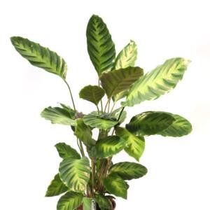 Calathea Albertii