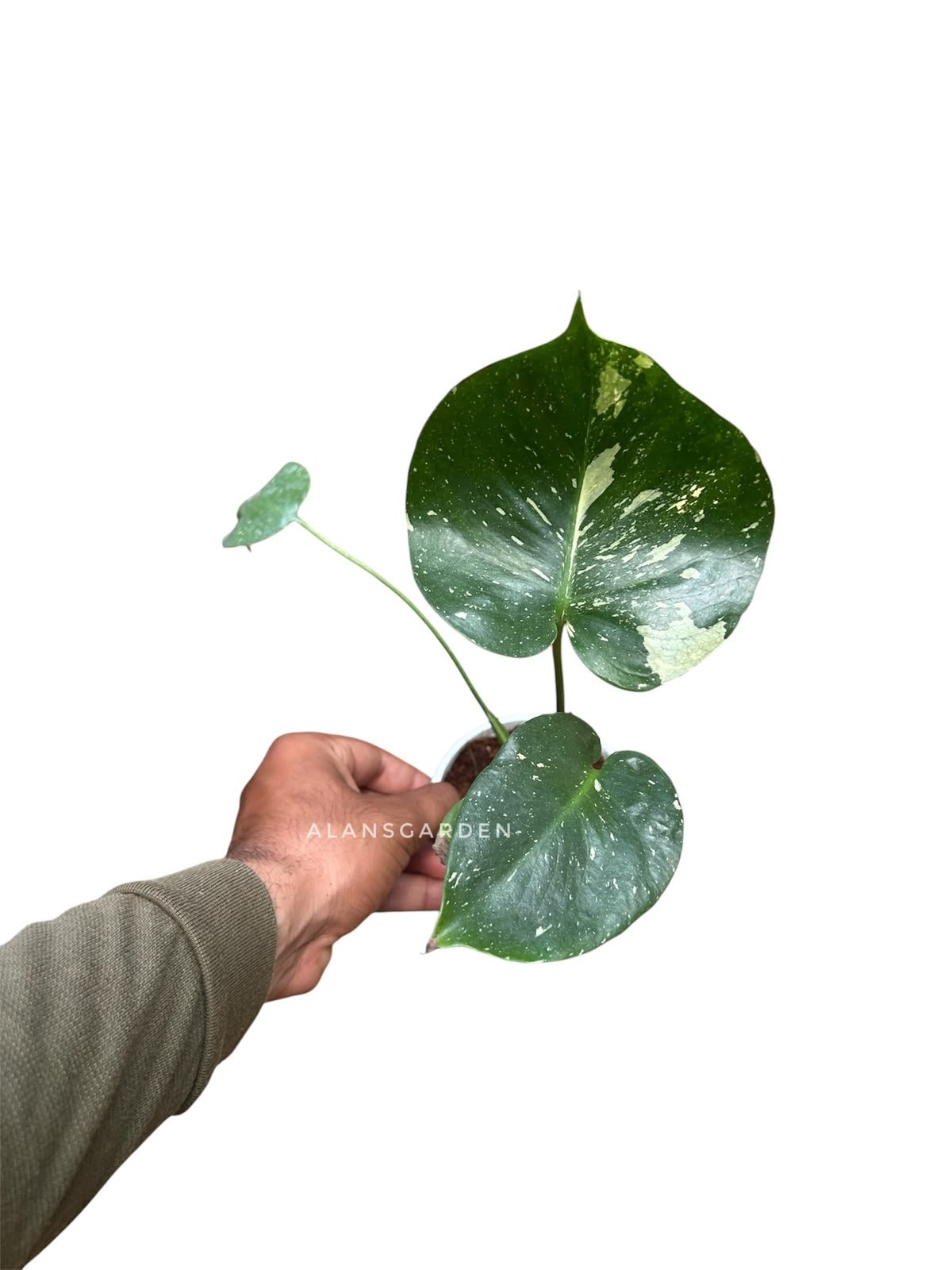 Monstera Thai Constellation – Rare (4inch ) pot size - Image 2