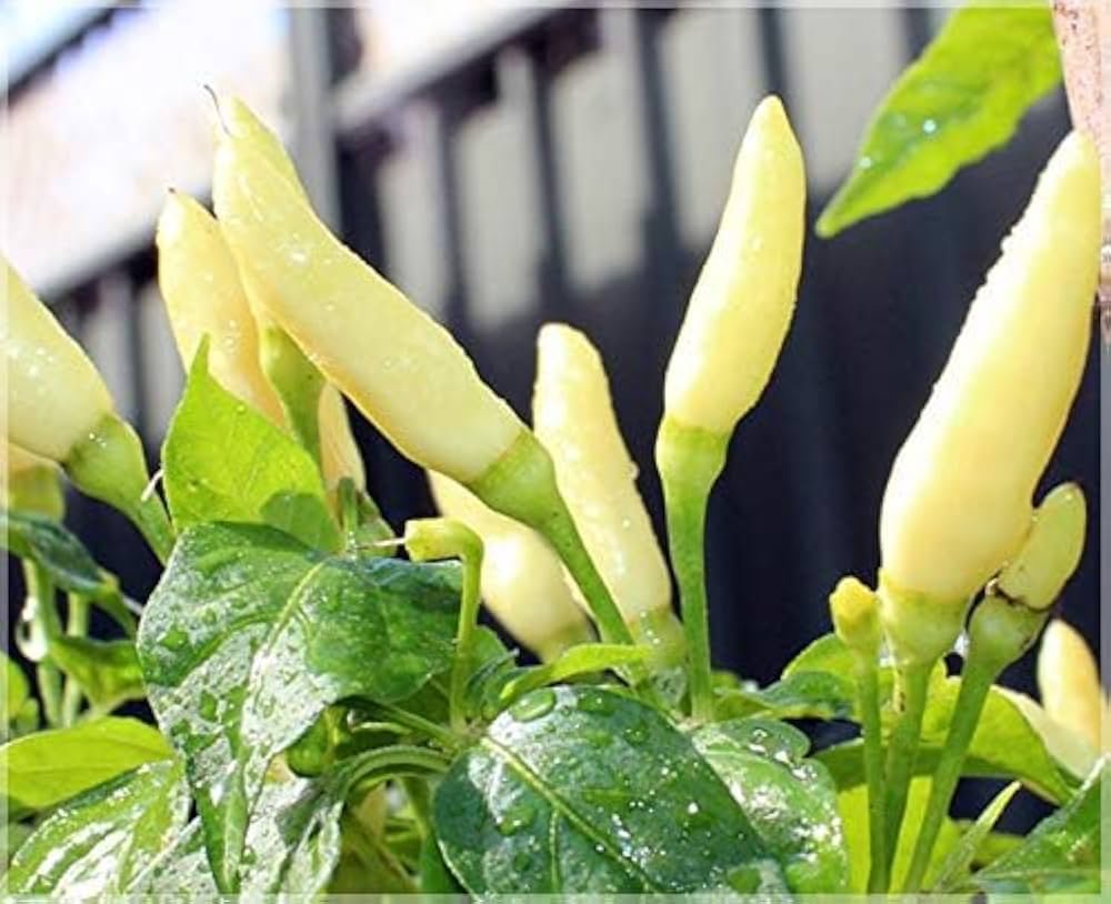 Kaanthari Chilli White (F1 Hybrid) Seeds