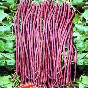 Cow Pea Seeds