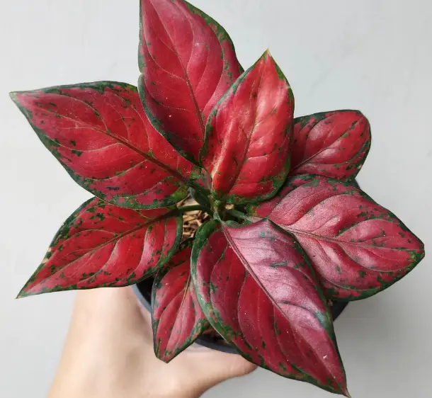 Aglonema Black Maroon - rare