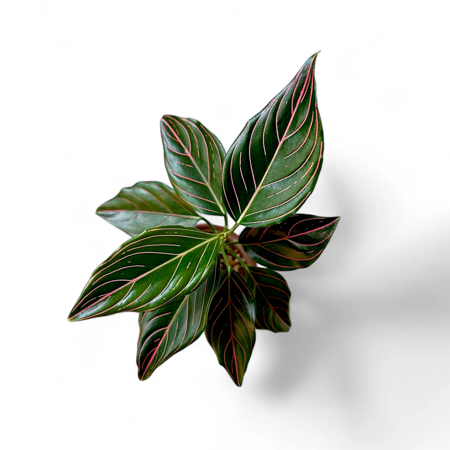 Aglonema Green Vein- rare