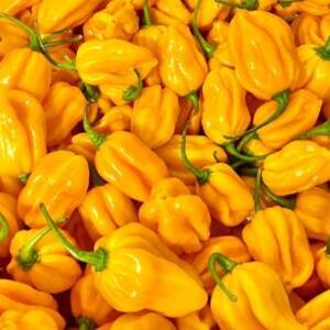 Yellow Habanero