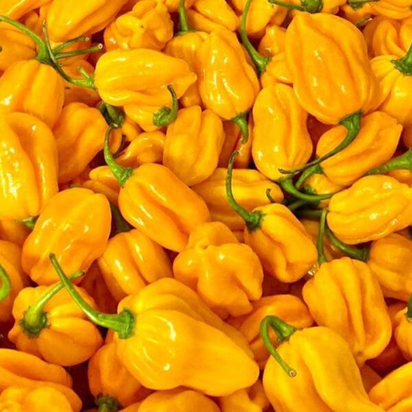 Yellow Habanero