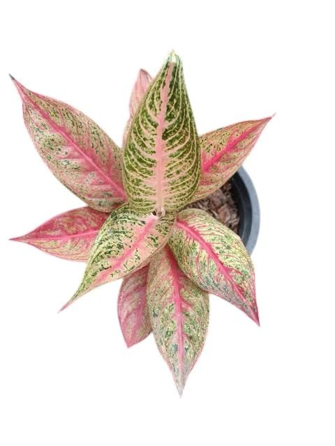 Aglonema Pink Legacy - rare