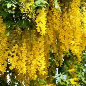 Golden Cascade Plant (creeper)