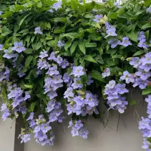 Thunbergia Grandiflora | Bengal Clockvine