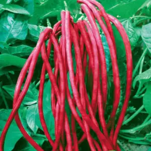 Yard Long Beans (Red) Seeds