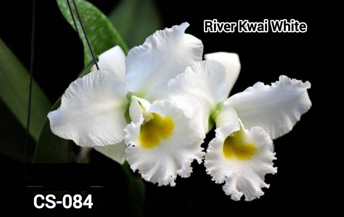 Cattleya Orchid - CS -084