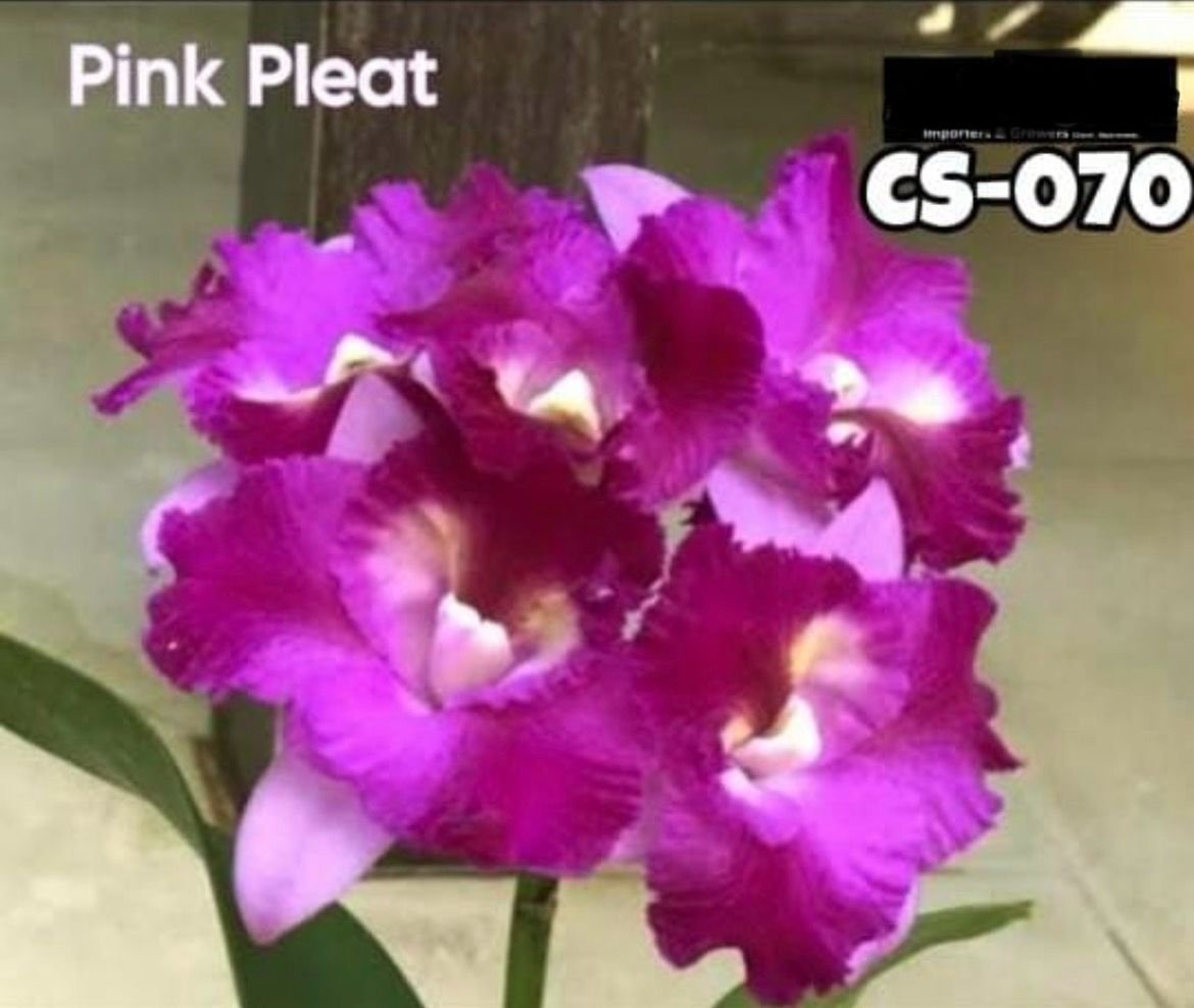 Cattleya Orchid - CS -070