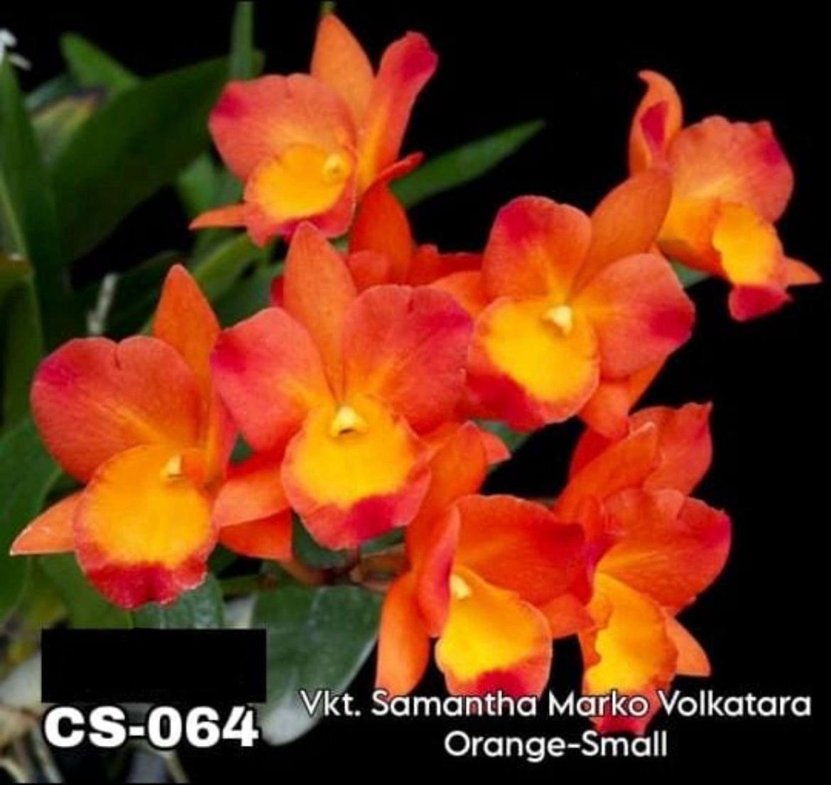 Cattleya Orchid - CS -064