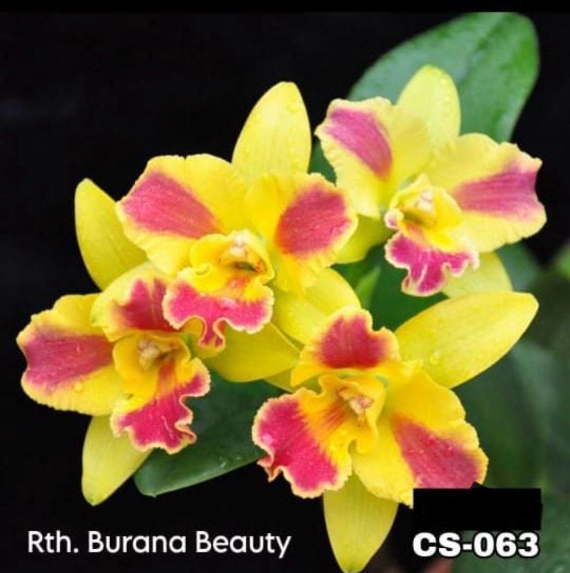 Cattleya Orchid - CS -063