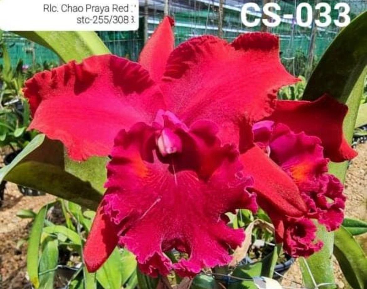 Cattleya Orchid - CS -033