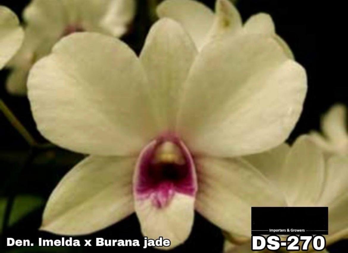 Dendrobium Orchid -DS- 270