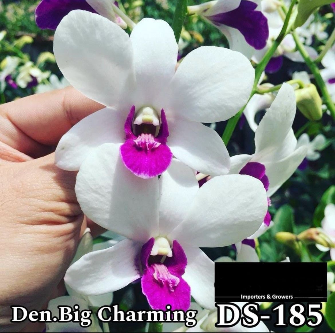 Dendrobium Orchid - DS-185