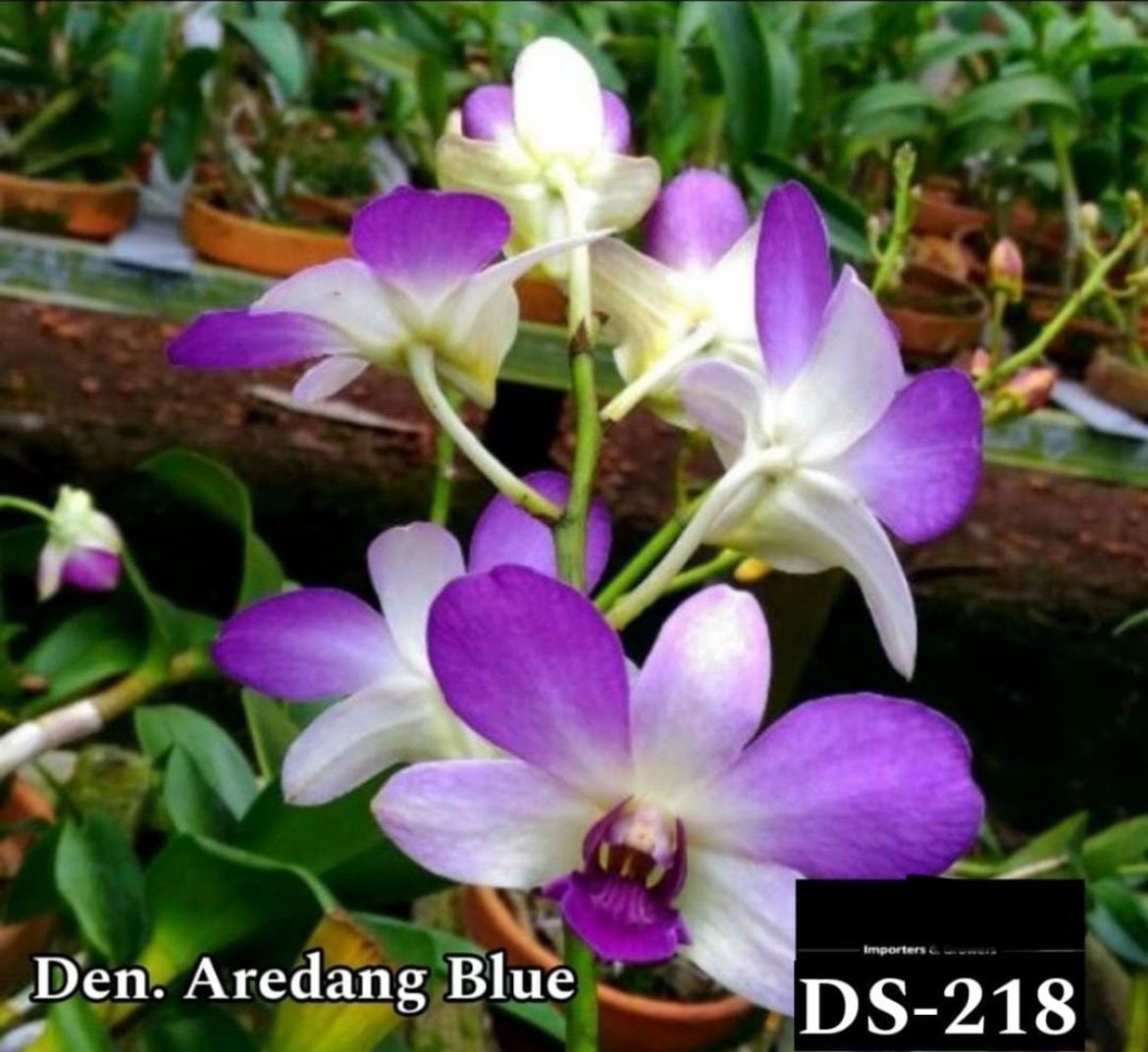 Dendrobium Orchid - DS -218