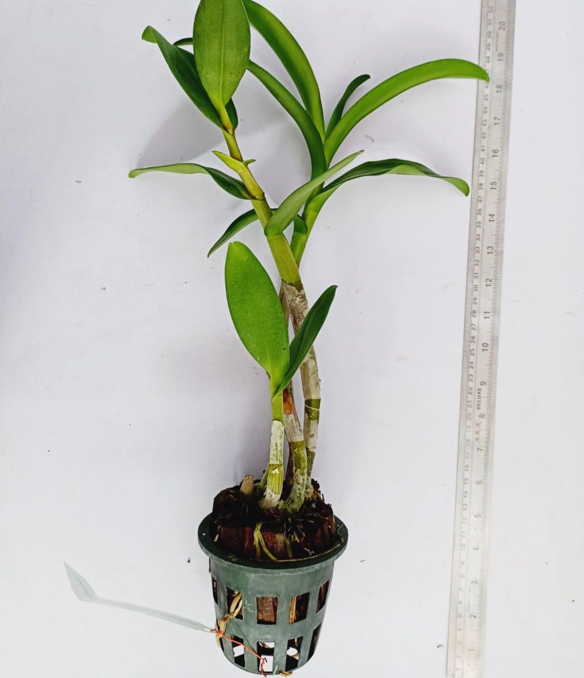 DBS - 014 - Dendrobium Blooming stage plant ( Chanchao * Lasianthera) - Image 2