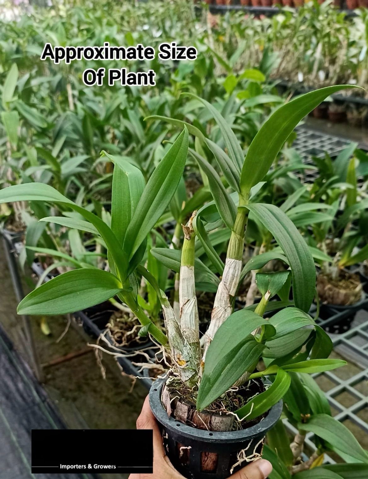 Dendrobium Yaya Compactum blooming Stage plant - Image 2
