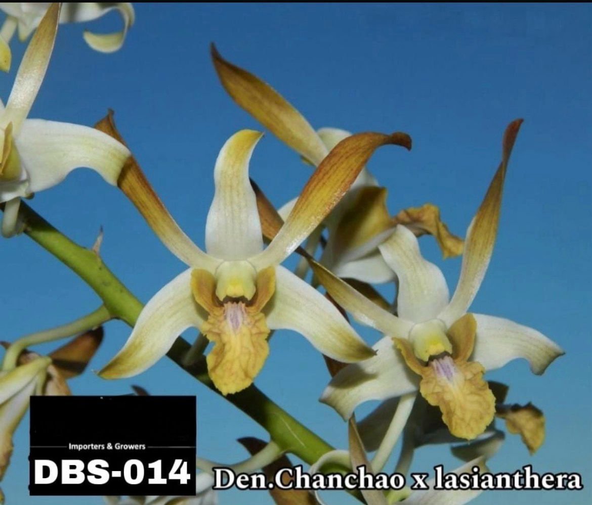 DBS - 014 - Dendrobium Blooming stage plant ( Chanchao * Lasianthera)
