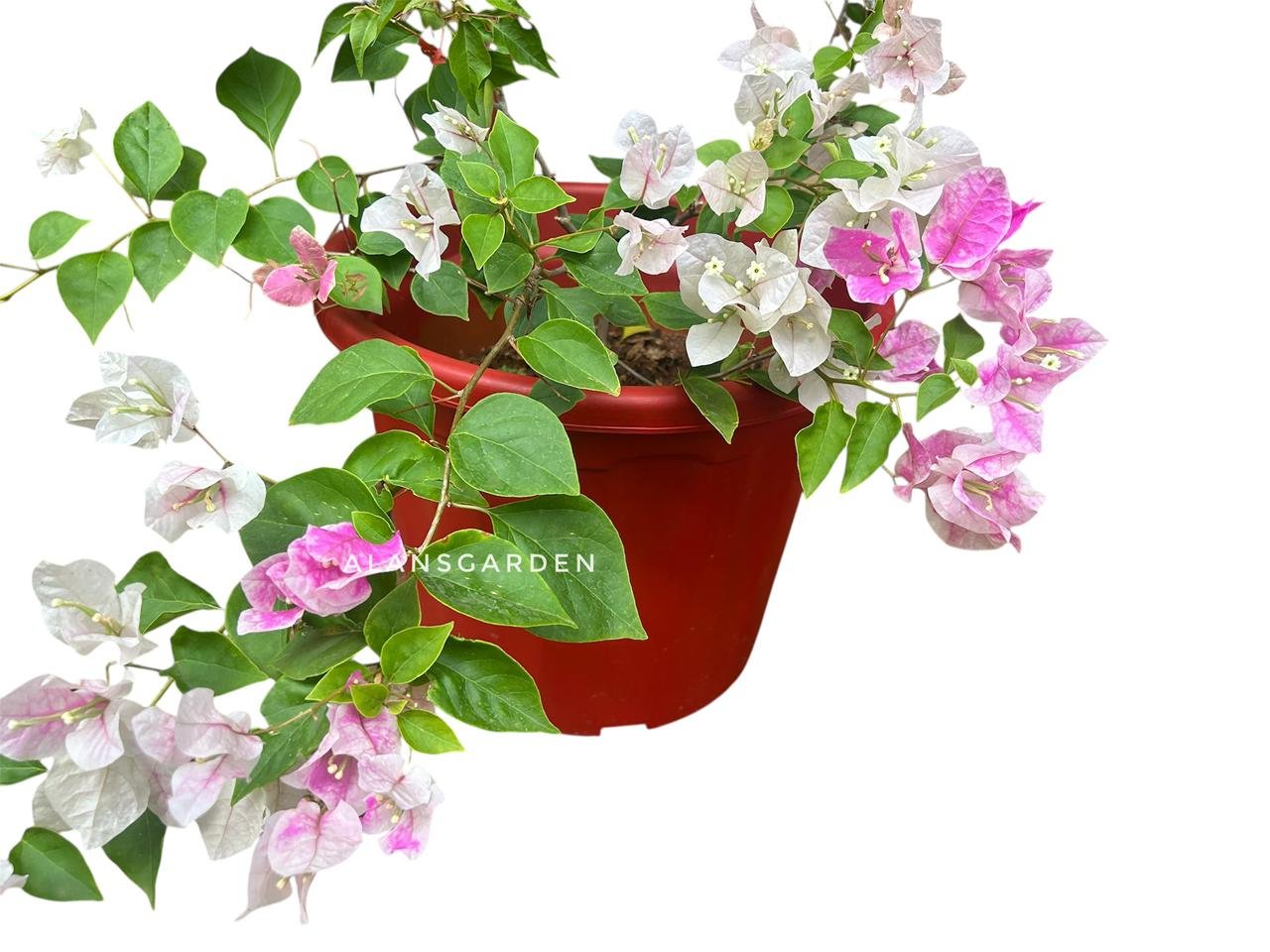 Bougainvillea Miss World - Image 2