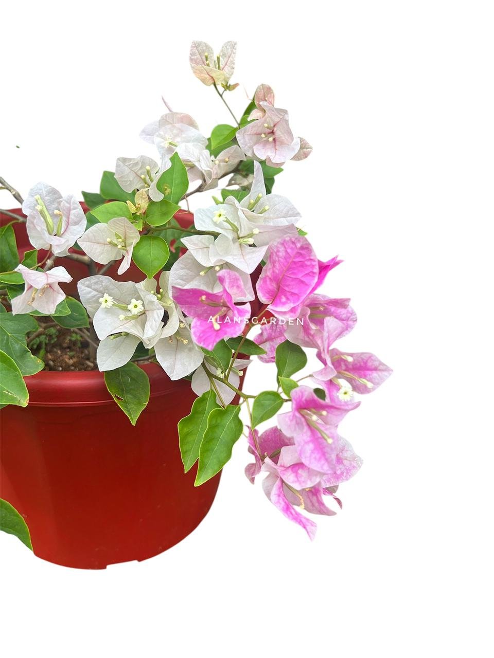 Bougainvillea Miss World