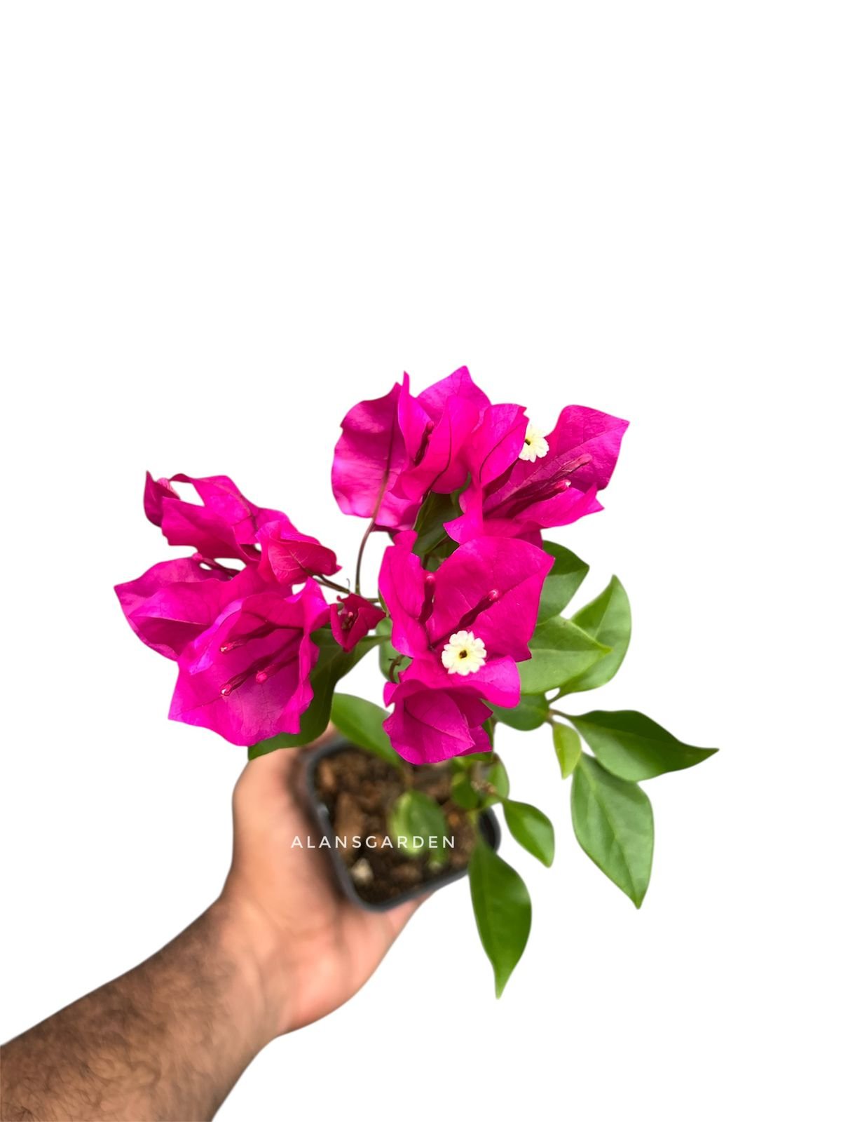 Bougainvillea Veera - Image 3