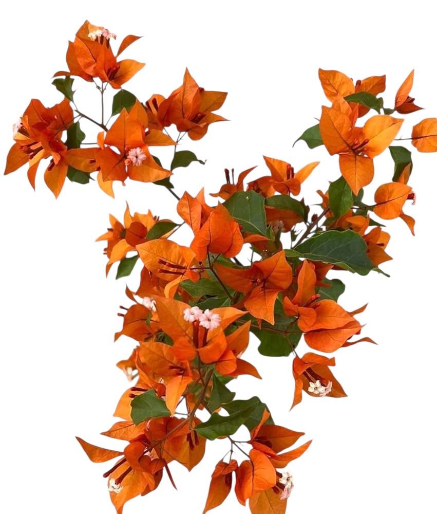 Bougainvillea Fire Opal