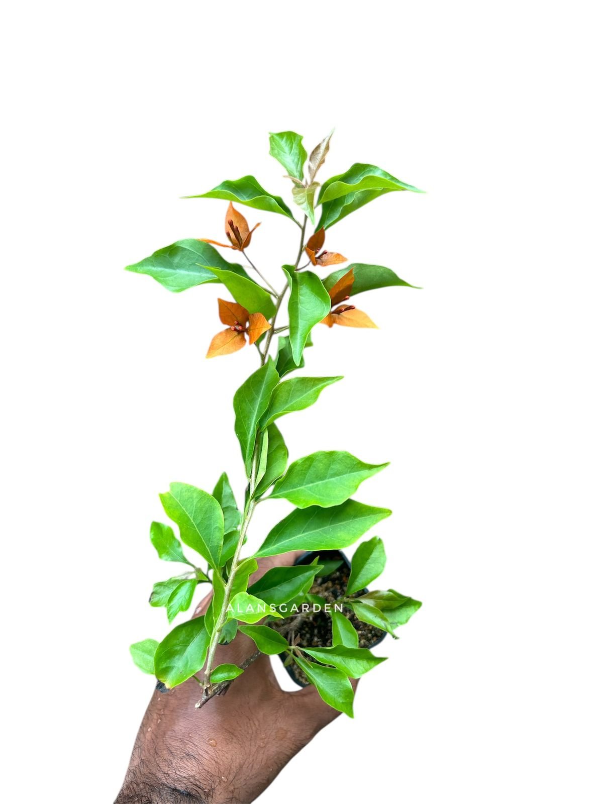 Bougainvillea Fire Opal - Image 2