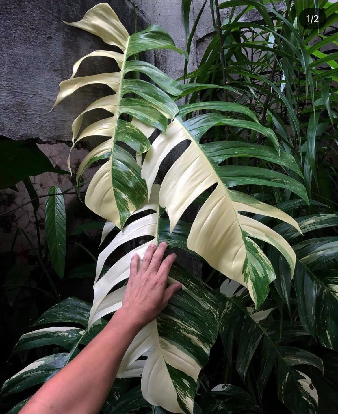 Epipremnum Pinnatum Albo -rare