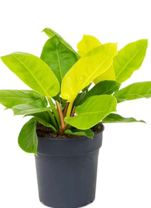 Philodendron Moonshine