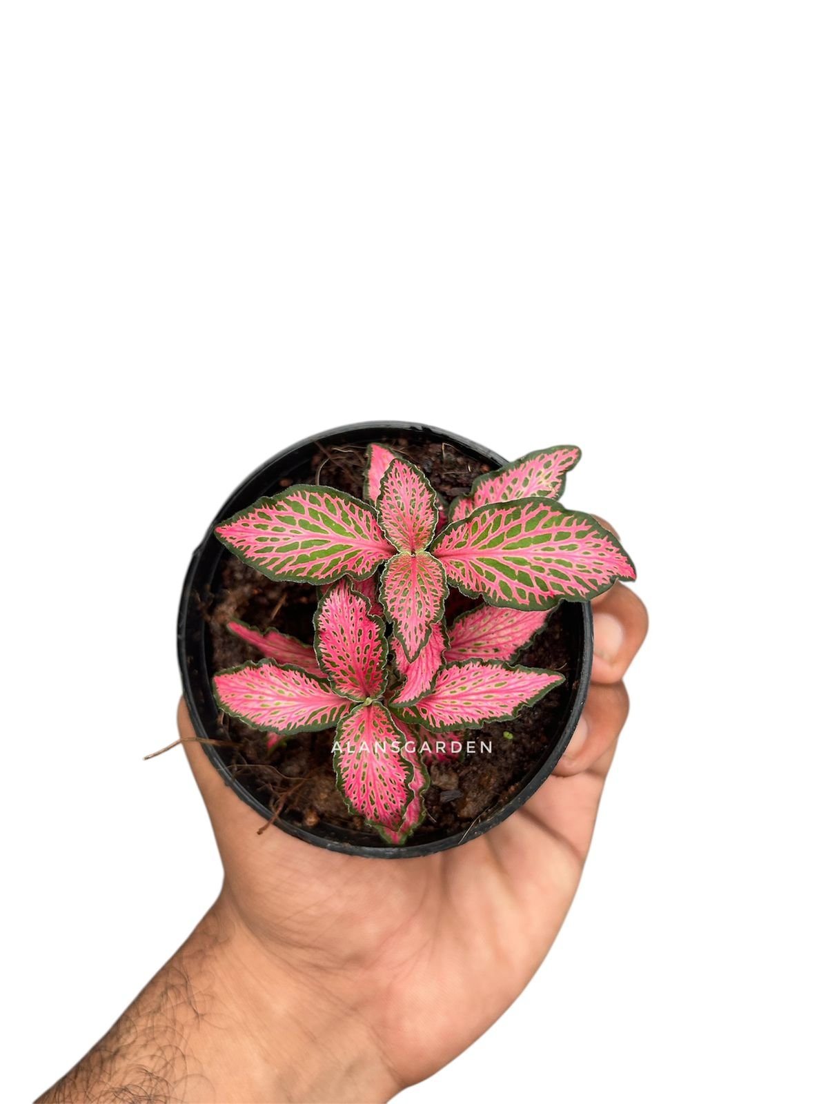 Fittonia Code 6