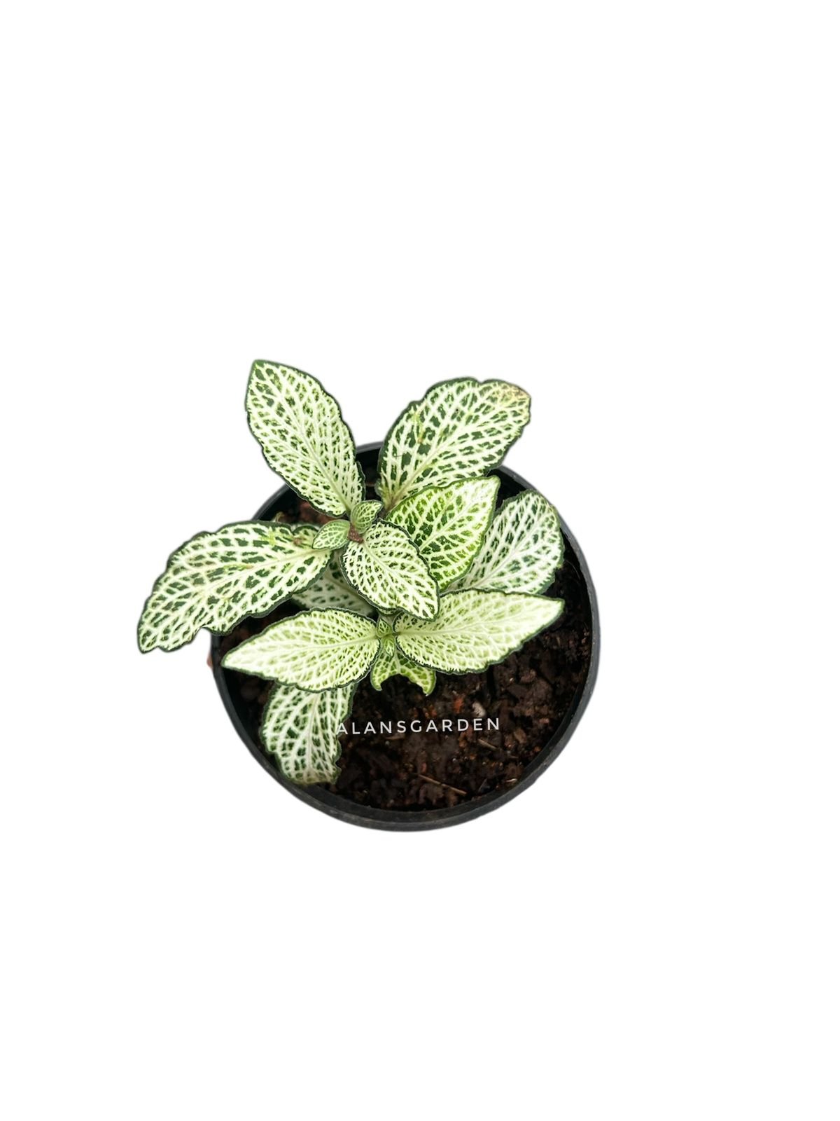 Fittonia Code 9
