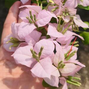 Bougainvillea Lilac Formosa