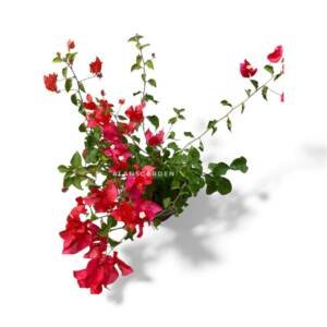 Bougainvillea Chilly Red - Mature