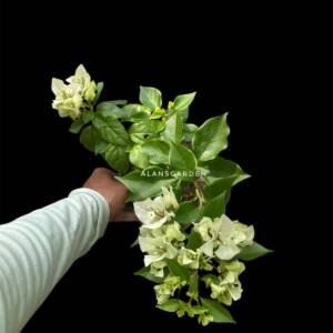 Bougainvillea Veera White