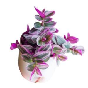 Pink Wandering Jew