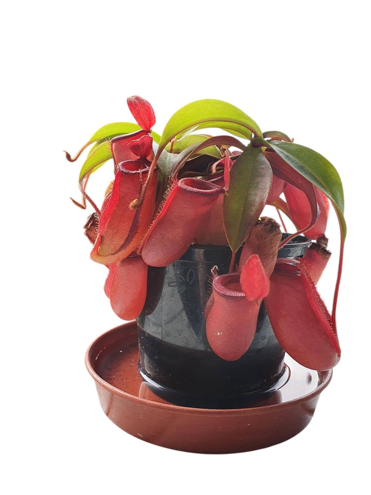 Pitcher Plant Lady Luck