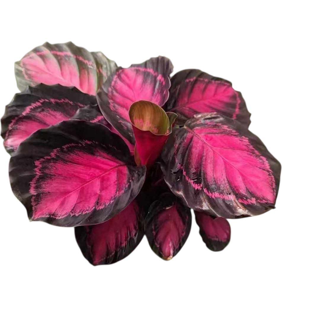 Calathea Rusco