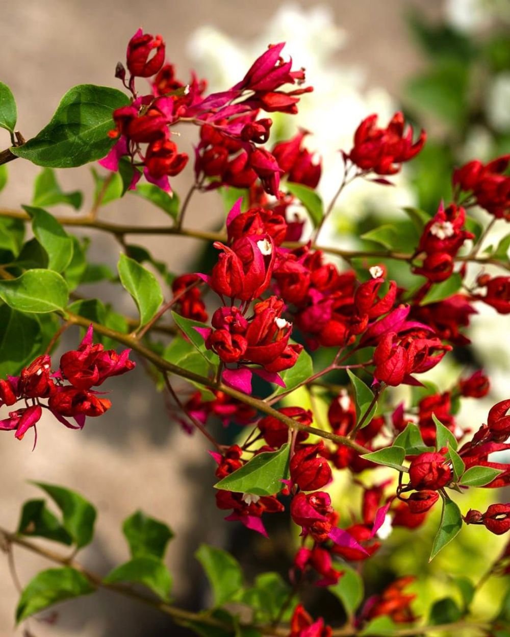 Bougainvillea Sleeping Beauty