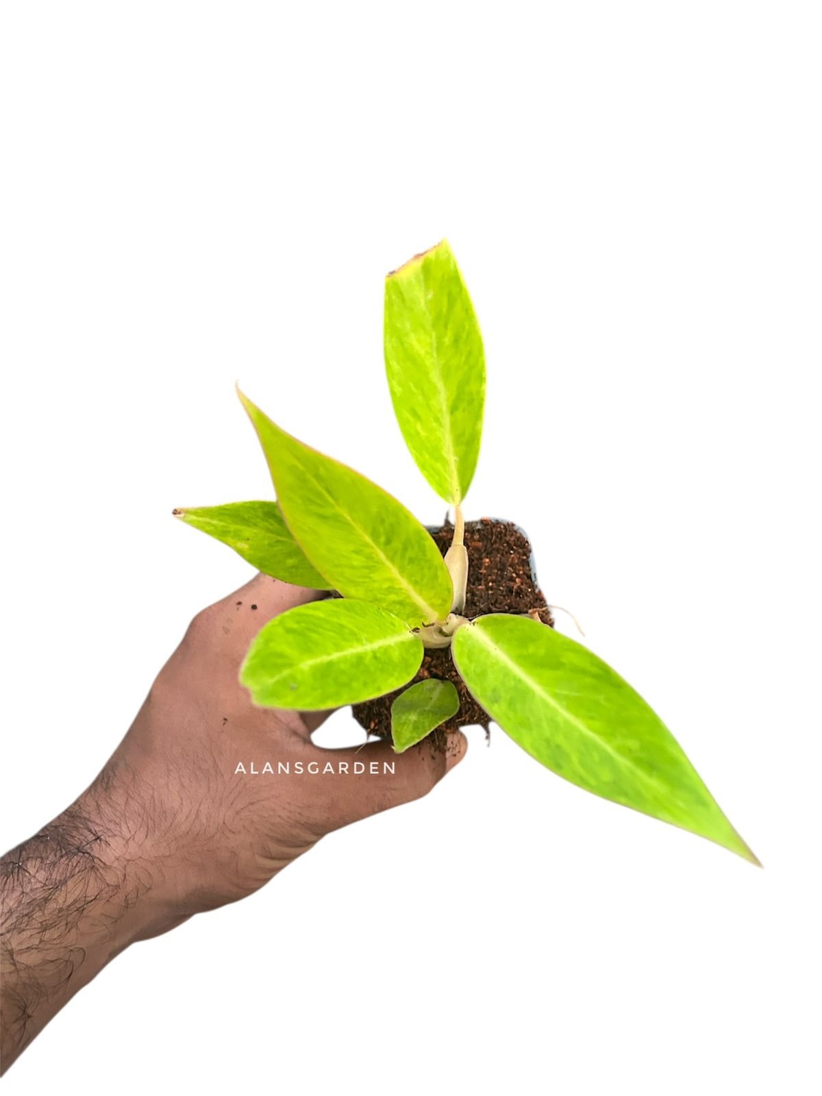 Philodendron ‘Calkins Gold - Image 2