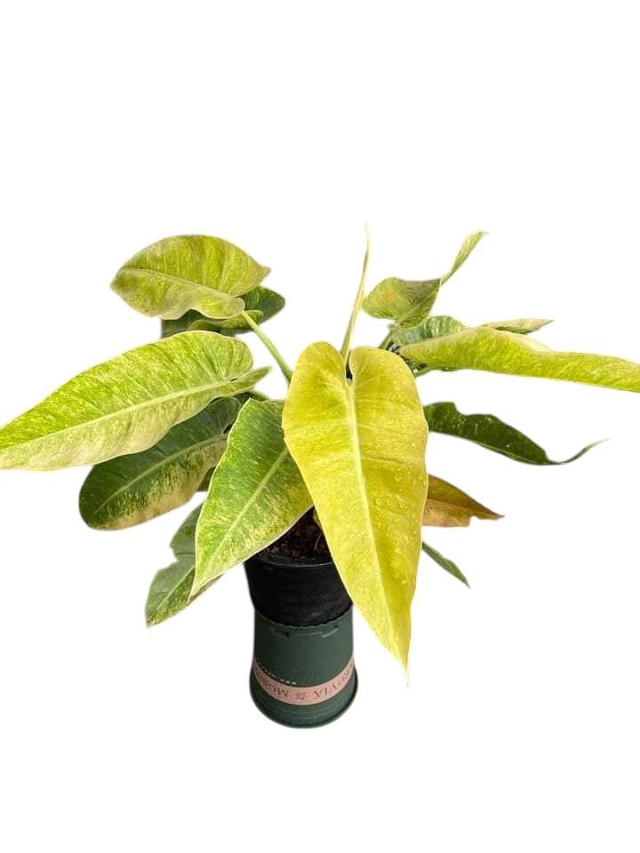 Philodendron ‘Calkins Gold