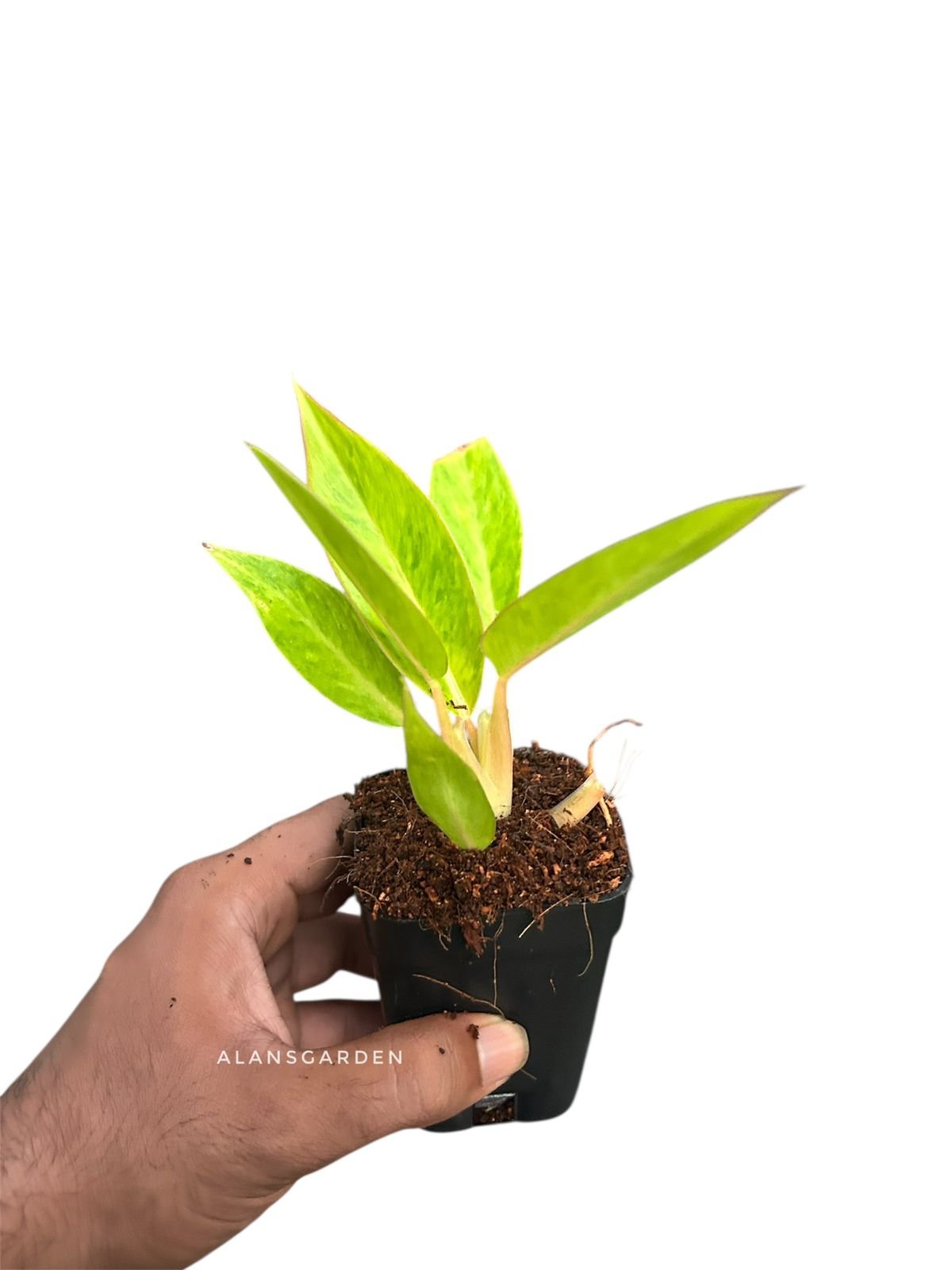 Philodendron ‘Calkins Gold - Image 3