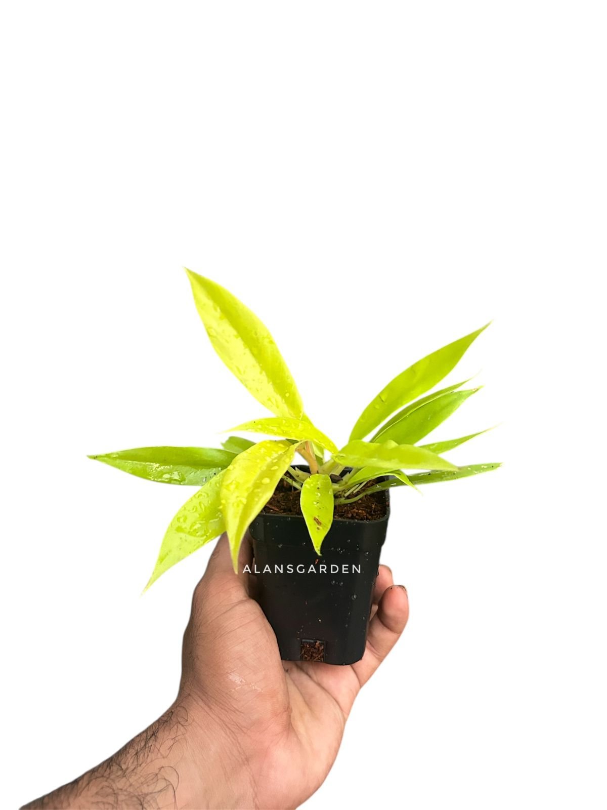 Philodendron Golden Saw - Image 3