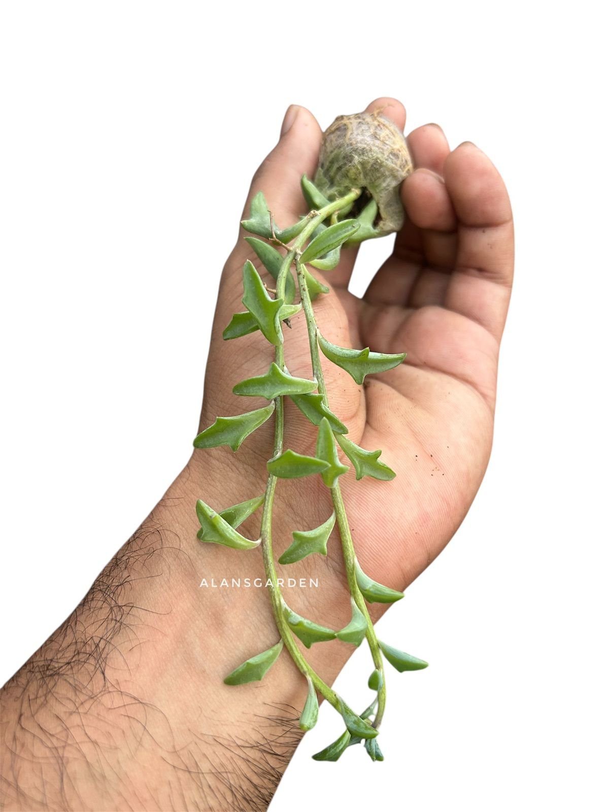 String of Dolphins - Image 2